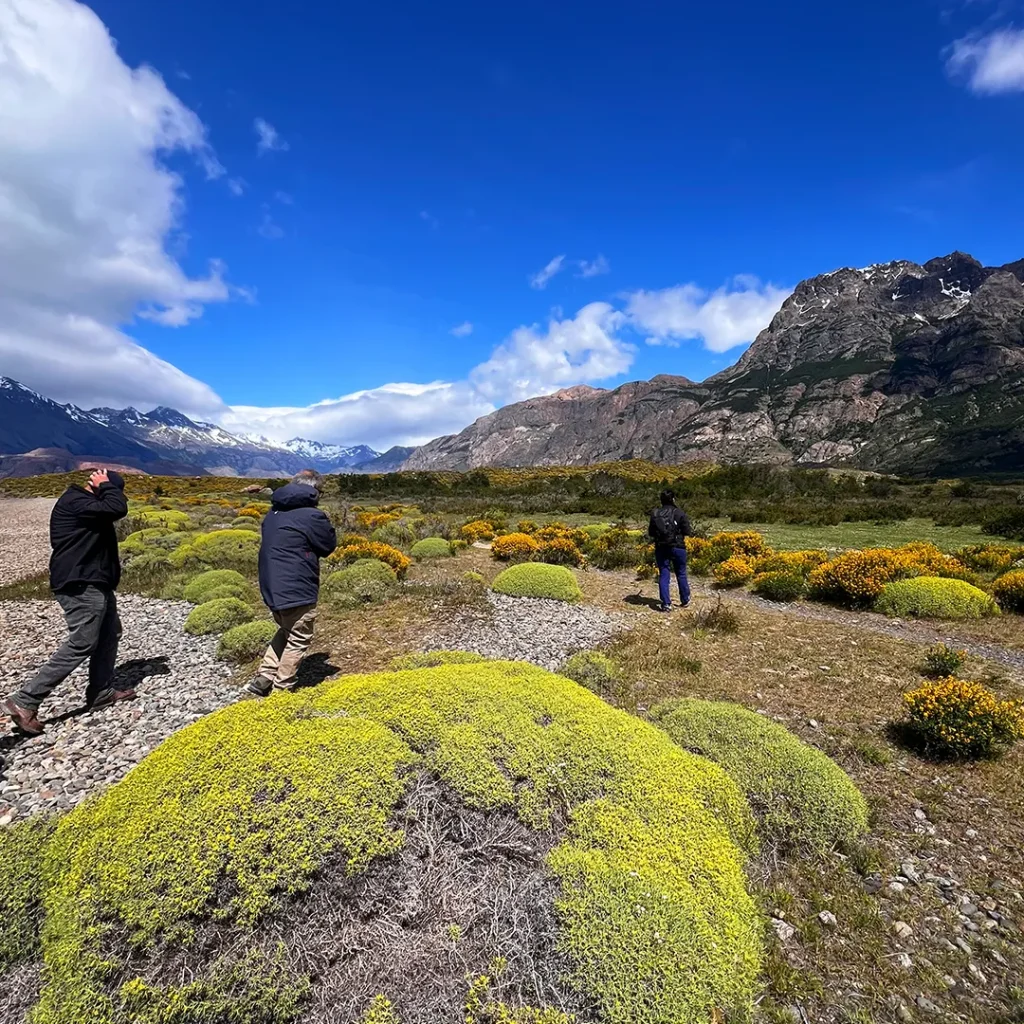 El guanaco: el camélido silvestre de la estepa patagónica
