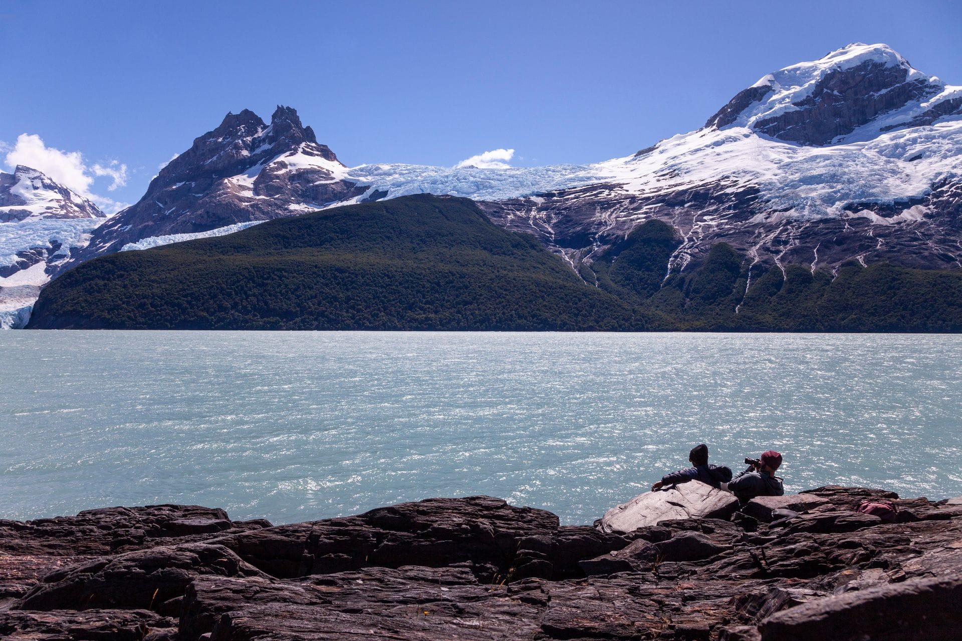 Cóndor andino en la Patagonia: dónde verlo y cómo reconocerlo
