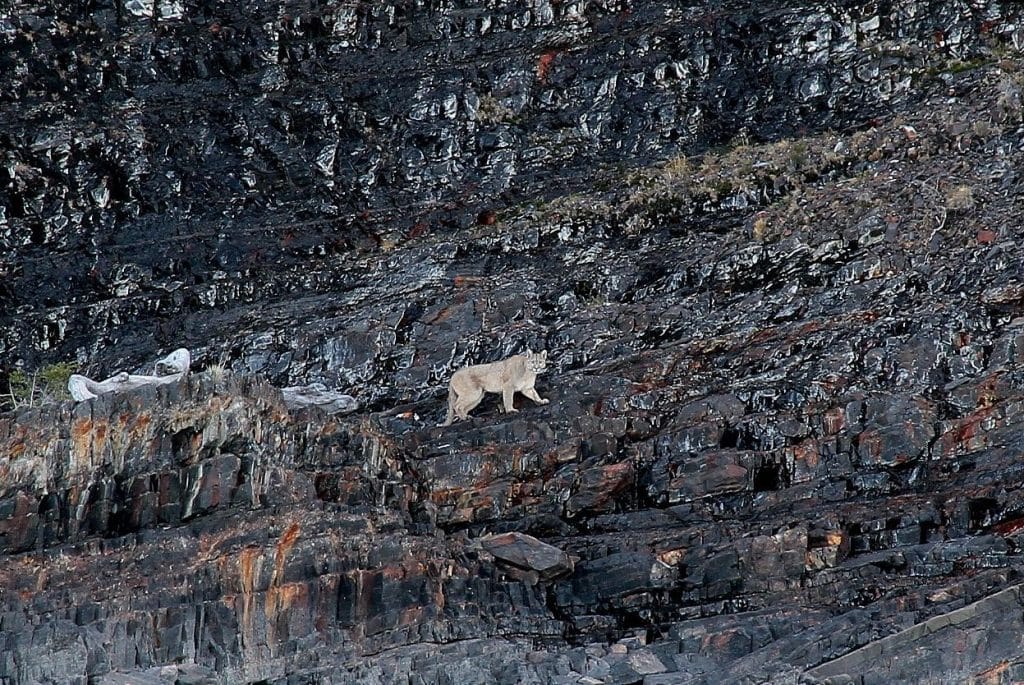 Fauna del Parque Nacional Los Glaciares: qué se ve desde el barco